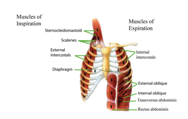 external intercostal muscles cat