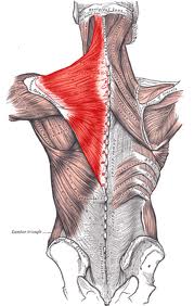 Why Are My Shoulders Always Tense and Raised?