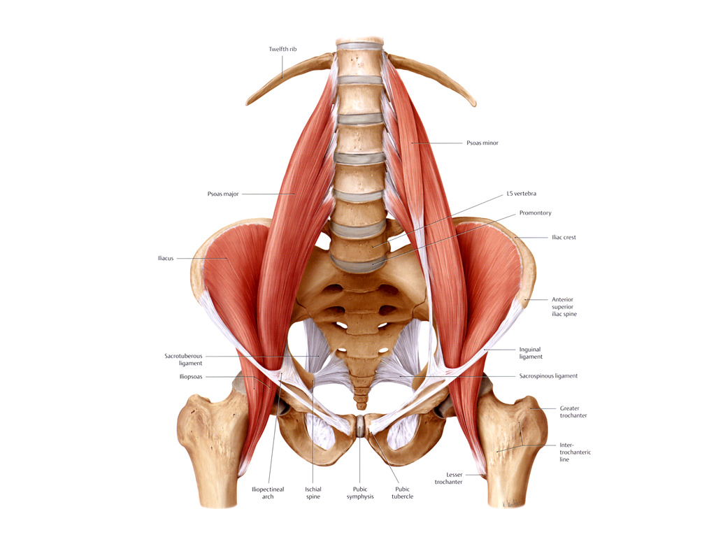 Matthew Boyle - Orthopaedic Surgeon - Hip Anatomy, Hip Labrum