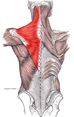 Trapezius_Gray409