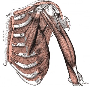 The muscles on the front of the chest get overworked with repetitive pushing in poor positions.