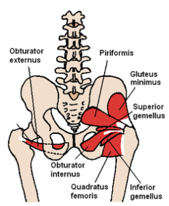 The piriformis is one of the 'deep six' lateral rotators of the hip.