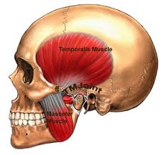 What Is the Strongest Muscle in Your Body?