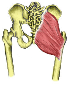 Callipygous- Having well-shaped buttocksgotta remember this word:-)