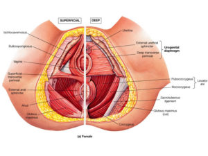 pelvic floor anatomy