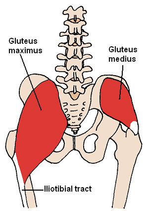 Lesson 14: The Gluteus Maximus, Gluteus Medius, Gluteus Minimus