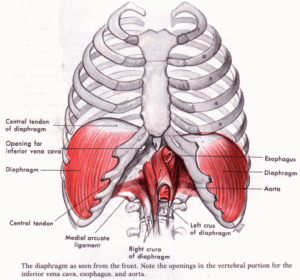 Learn to ride the wave of the diaphragm and its connections to all its surrounding muscles.