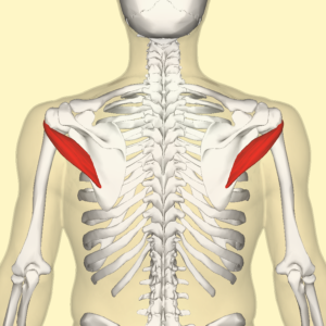 Your teres minor can be surprisingly tight and inhibiting healthy shoulder range of motion.