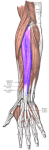 The extensor digitorum is one of four extensors of the wrist and hand. 