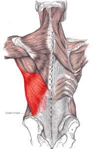 Your lats are involved in more movements than you might think.