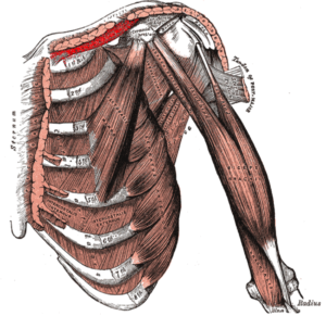 Subclavius Muscle Function | Shoulder Girdle Anatomy