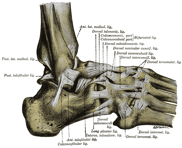 Ligaments on the lateral aspect are affected in an inversion ankle sprain. 