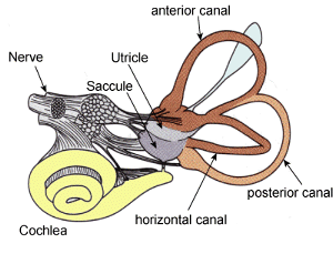 VestibularSystem