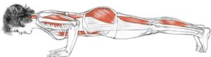 Image courtesy of Leslie Kaminoff’s Yoga Anatomy.net