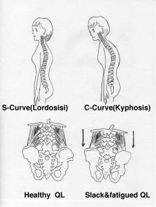 The spine and QL are negatively affected by bad posture. 