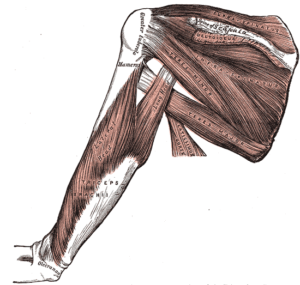 gray's illustration of the rotator cuff