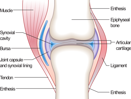 An illustration of the common synovial joint.