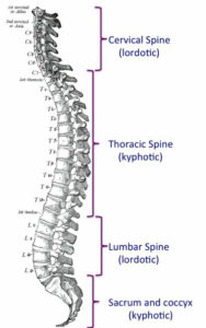 Spinal curves facilitate movement. 