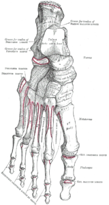 gray's bones of the foot