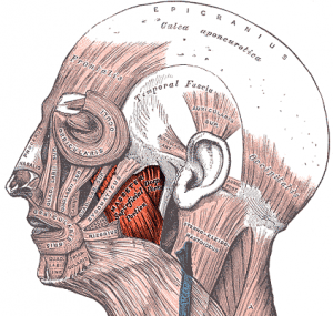 The masseter and temporalis are responsible for closing the jaw.