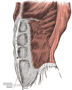 gray obliques