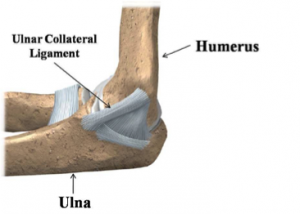 UCL ligament