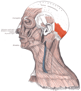 The occipitalis, shown in red, helps articulate facial expressions. 