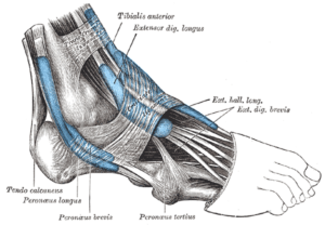 The extensor digitorum longus extends the toes and dorsiflexes the ankle. 