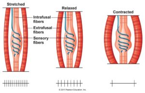 how-stretching-happens