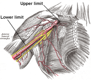 The brachial plexus travels down the arm underneath the pectoralis minor.