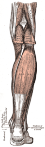 The soleus is a muscle on the back of the lower leg that assists in ankle plantarflexion. 