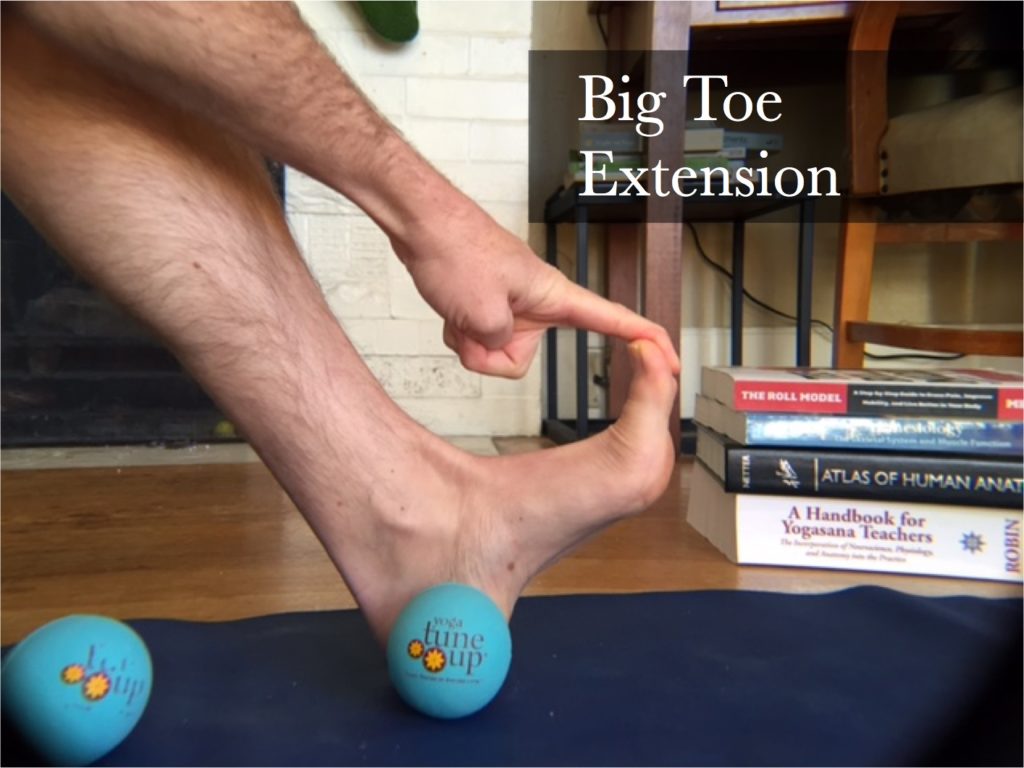 EHL Big Toe Extension Ankle Dorsiflexion Muscles