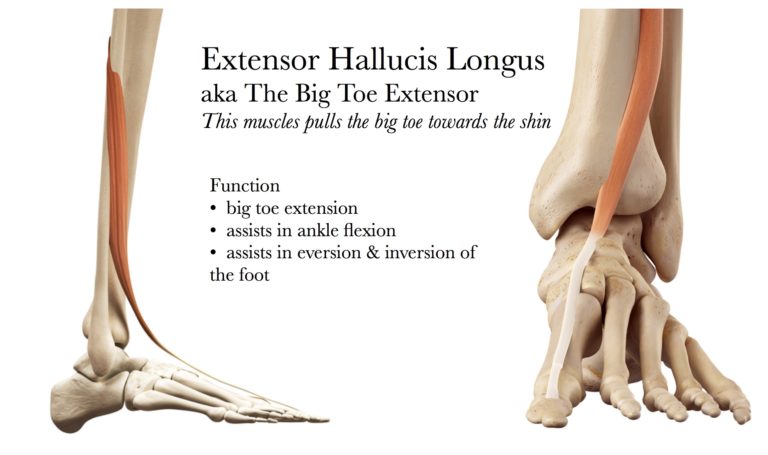 ehl-big-toe-extension-ankle-dorsiflexion-muscles