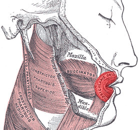 Perfecting Your Pucker Muscles