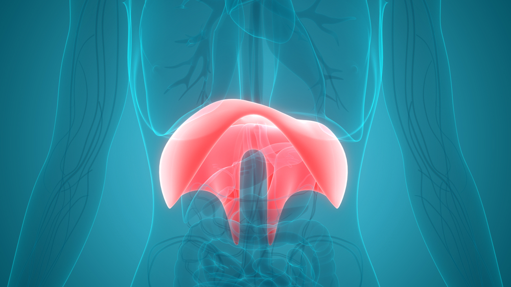 Heart Rate And Breathing Rate Diaphragm Physiology