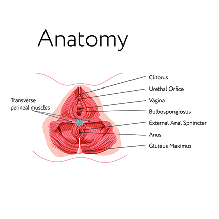 bulbospongiosus trigger points