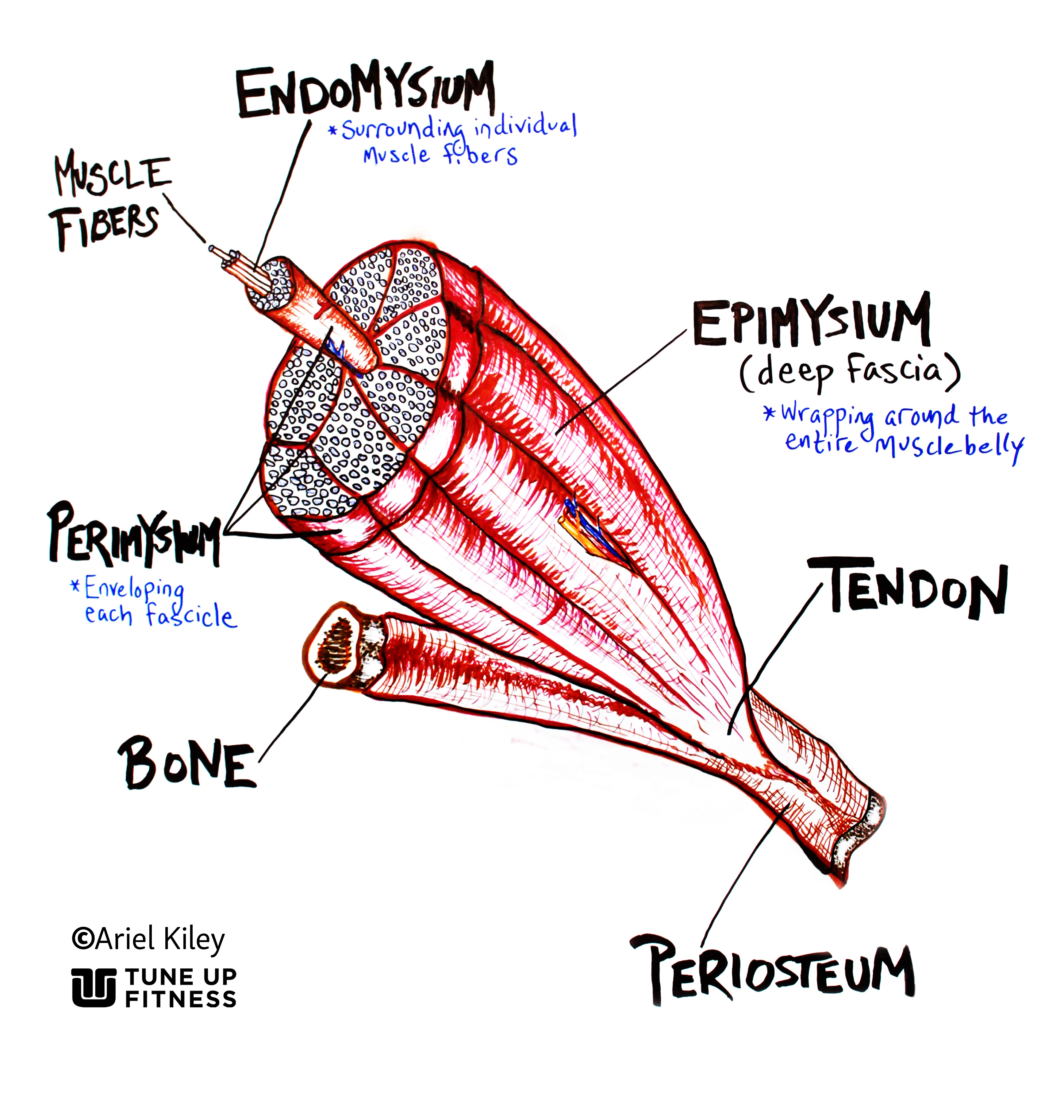 Fascias of the neck. Deep traumas can also affect the fascia and the