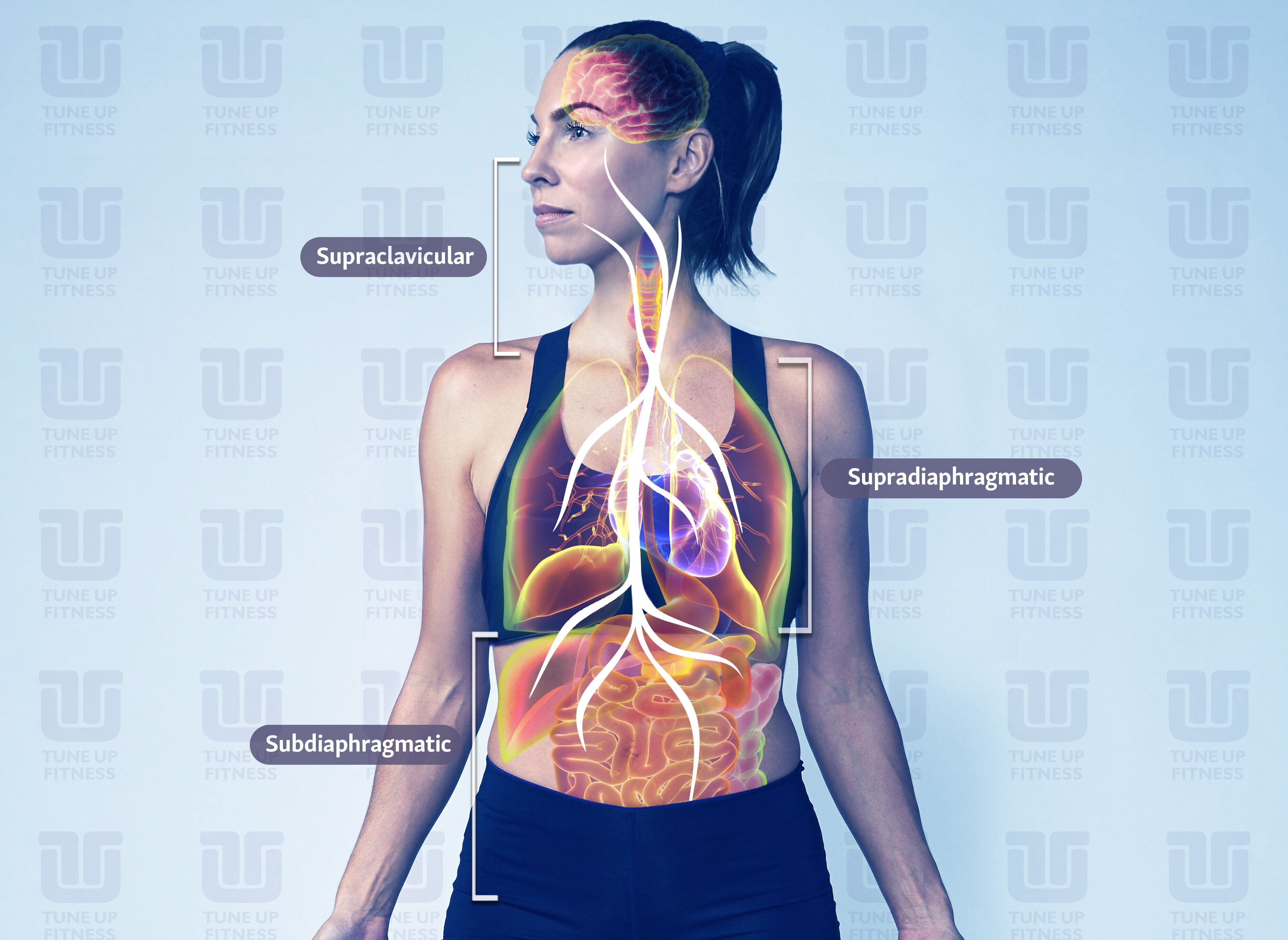 Zones of the Vagus Nerve: Supraclavicular, Supradiaphragmatic, Subdiaphragmatic 