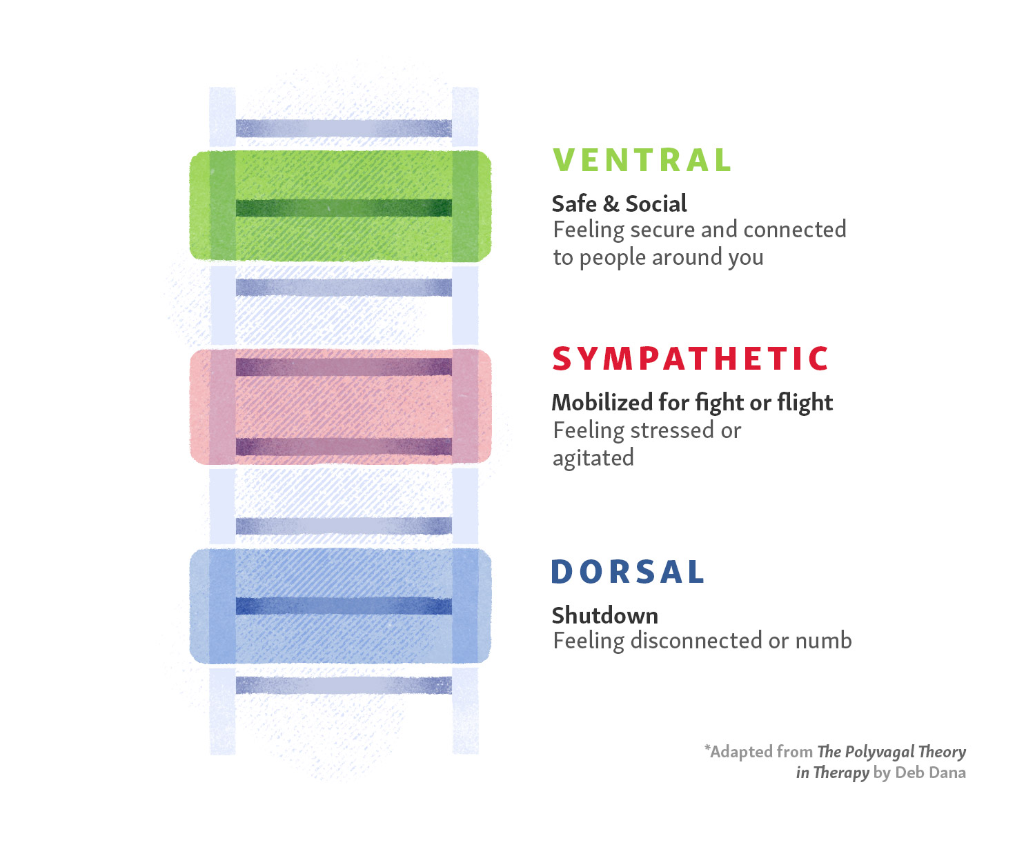 Polyvagal Ladder illustration via Deb Dana. Ventral: Safe and Social, Feeling secure and connected to people around you. Sympathetic: Mobilized for flight or fight, Feeling stressed and agitated. Dorsal: Shutdown, Feeling disconnected or numb 