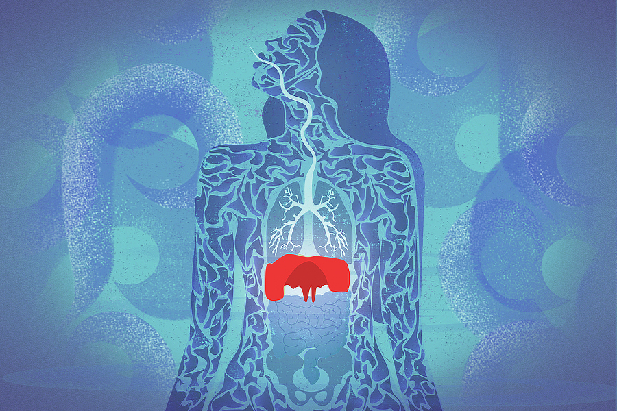 Understanding Respiratory Diaphragm Function