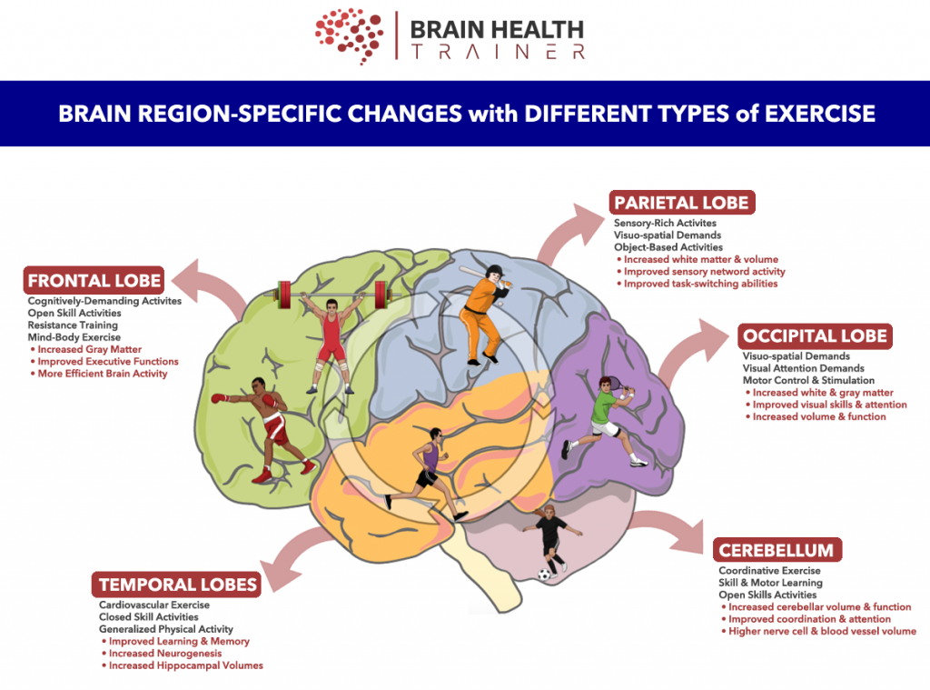 [Description: Brain Region-Specific Changes with Different Types of Exercises Picture shows different lobes of brain and how they affect the human body]]