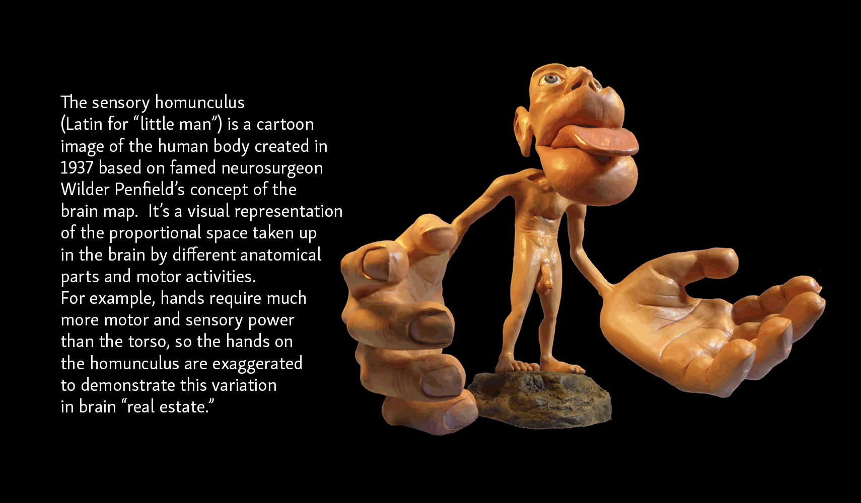 Sensory Homunculus with description of exaggerated sensory sensations in hands, lips, and tongue